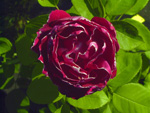 Baron Girod de l'Ain